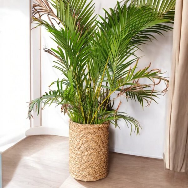 Cachepot Para Plantas Grande De Palha 45 x 33cm - Image 3