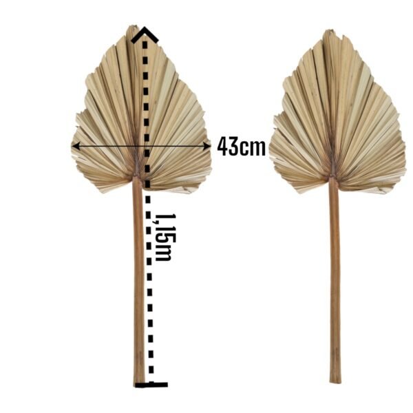 Folhas de Latânia Naturais para Decoração Arranjos Florais 2 unidades - Image 2