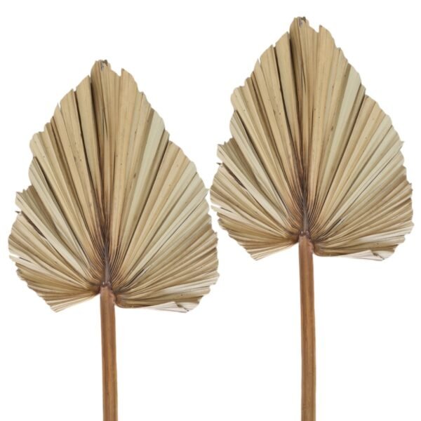 Folhas de Latânia Naturais para Decoração Arranjos Florais 2 unidades - Image 5